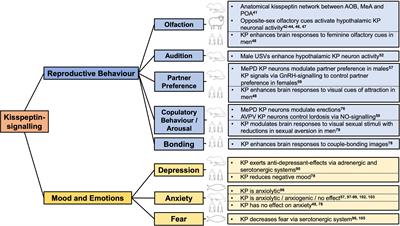 Current Perspectives on Kisspeptins Role in Behaviour